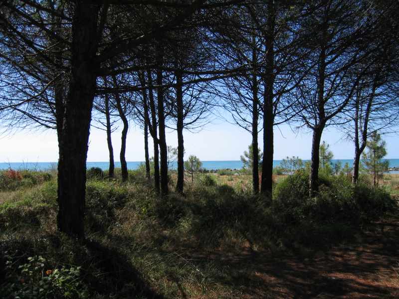 romantischer Blick auf den Wald